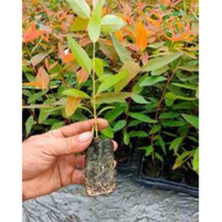 50Gram/gói Hạt giống cây gỗ bạch đàn đỏ