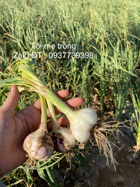 Tỏi sạch nhà trồng (1kg)- Tỏi Phan Rang _Ninh Thuận