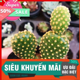 Xương rồng tai thỏ vàng