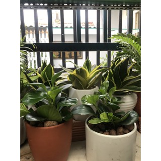 Cây trường sinh - Chậu đất nung (Cây văn phòng)
