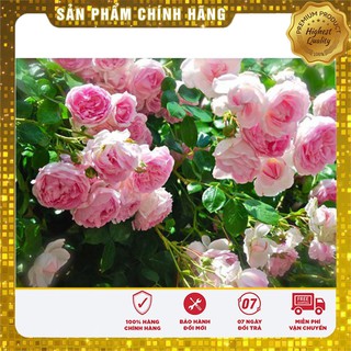 Hạt Giống Cây Hồng Thơm mix Nga