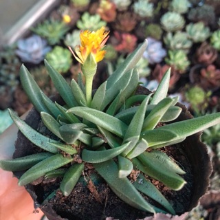 Sen đá cỏ ngọc