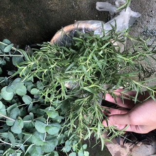 Cây hương thảo to - Rosemary