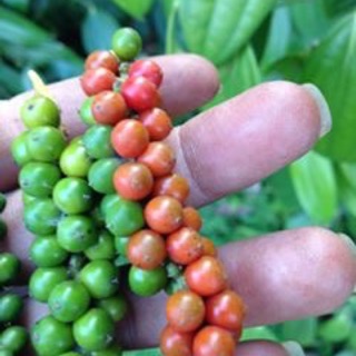 1 lg tiêu khô hay 1 kg tiêu tươi