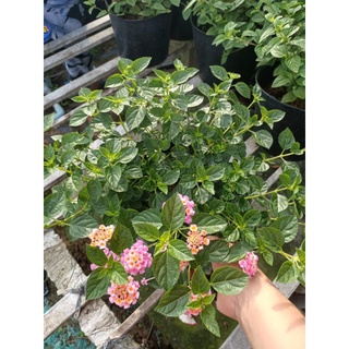 Cây Trâm Ổi (Hoa Ngũ Sắc)