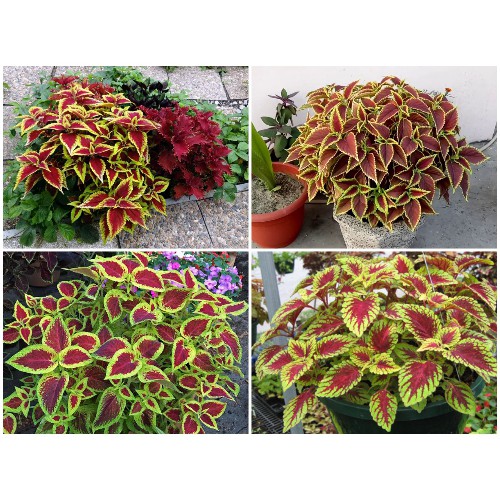 Hạt giống Cây Tia Tô Cảnh (50 hạt)