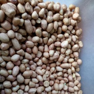 Lạc bóc máy 55.000/kg