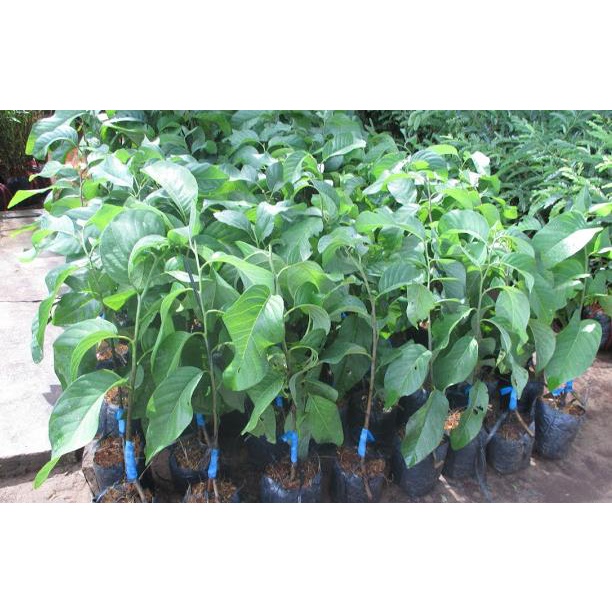 Cây Na LÊ Giống F1 chuẩn giống
