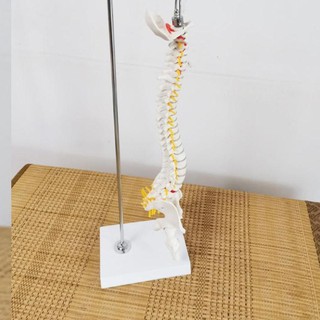Mô hình cột sống 45cm