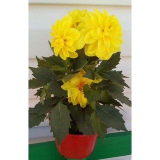hạt giống thược dược kép lùn