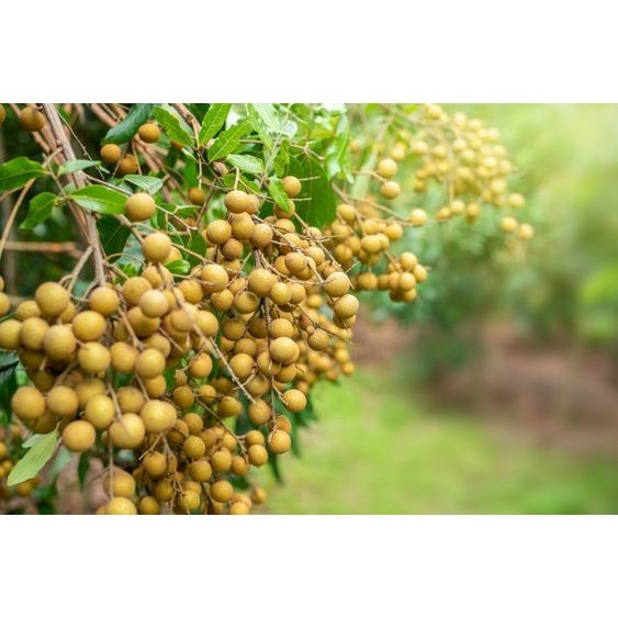CÂY NHẪN LỒNG HƯNG YÊN