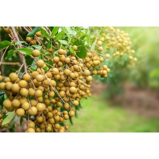 CÂY NHẪN LỒNG HƯNG YÊN