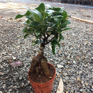 Chậu cây si ghép bonsai để bàn đẹp