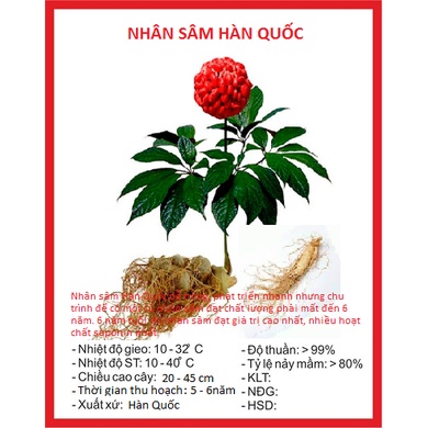 Hạt giống nhân sâm Hàn Quốc CT306 - Gói 5 hạt