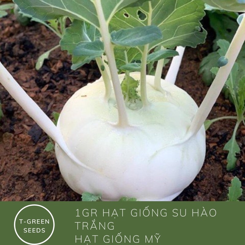 1 gr hạt giống su hào trắng Mỹ
