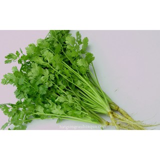 Gói 20g hạt giống ngò Bạc Liêu