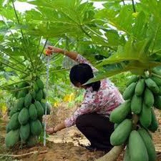 HẠT GIỐNG ĐU ĐỦ LÙN