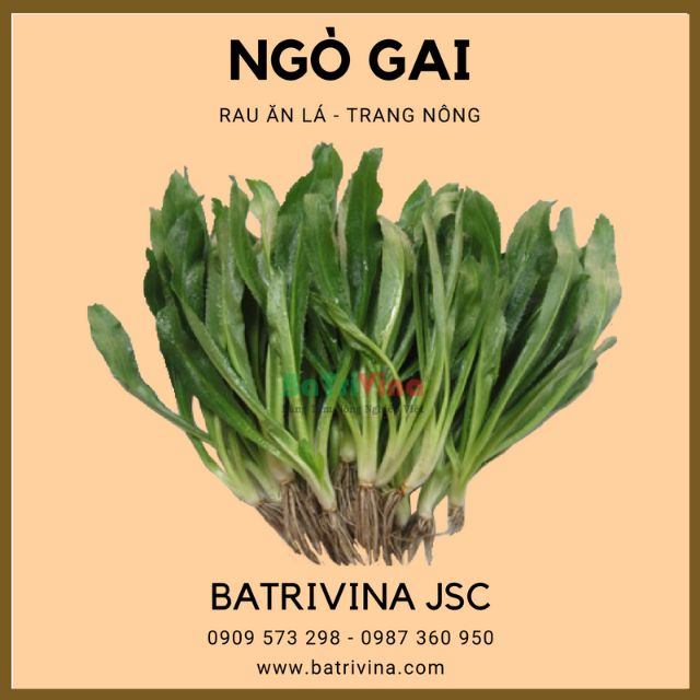 Gói 1gr hạt giống ngò gai Trang Nông
