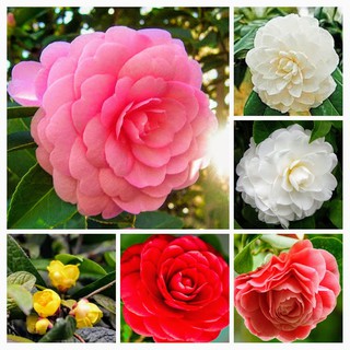 Hạt giống hoa trà my nhật gói 5 hạt xuất xứ Nhật Bản