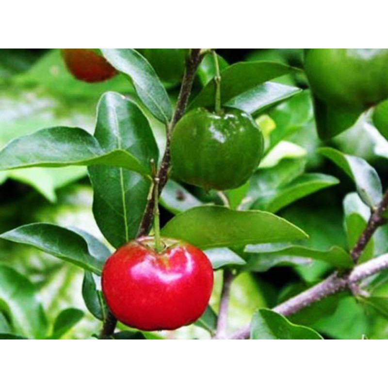 Cây sơ ri chiết cành