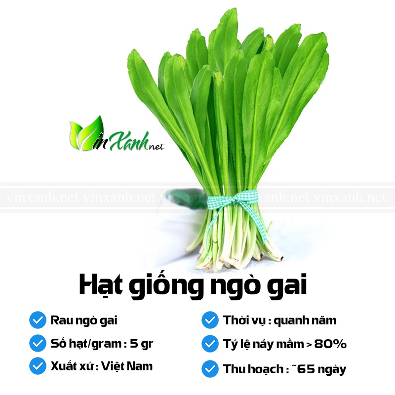 Hạt giống rau ngò gai / ngò tây - NGUYÊN GÓI hàng Công ty tuyển chọn tỷ lệ nảy mầm cao