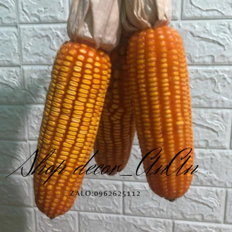 Combo 3 Trái bắp khô,Dây bắp ngô trang trí decor tết.trang trí mần non, decor quán cafe nhà hàng
