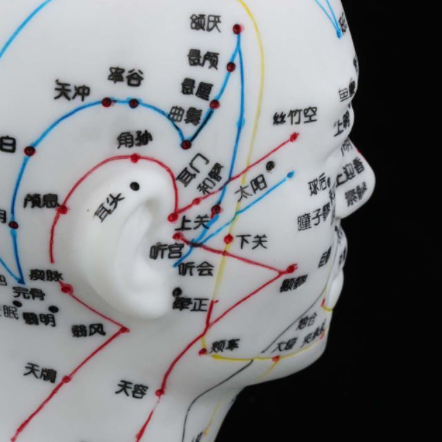 Mô hình các huyệt vị châm cứu vùng đầu CHÍNH HÃNG
