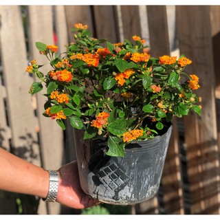 Chậu hoa Ngũ Sắc gốc to tán rộng trồng nơi có nắng