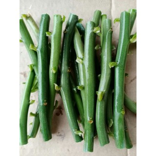 Cây thạch anh giống (combo 15 khúc)