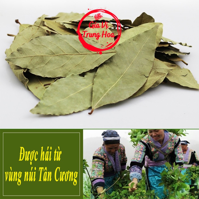 Lá Nguyệt Quế Khô Bay _ Tân Cương