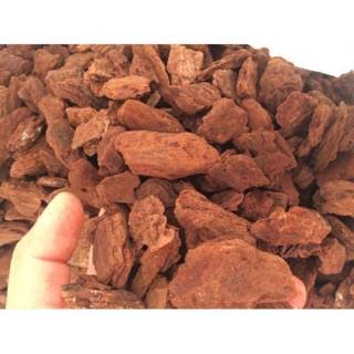 1kg vỏ thông trồng lan