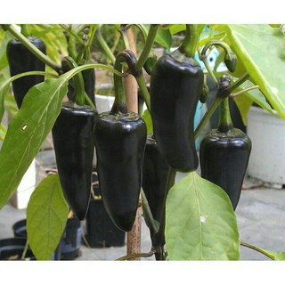 10h ớt đen siêu ngon hungari chịu hạn tốt dể trồng