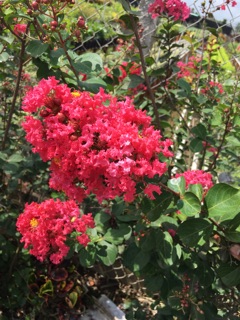 Cây hoa tường Vy đỏ hồng