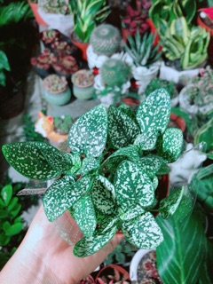 Cẩm Nhung Xanh