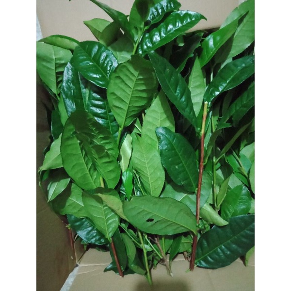 1kg Lá Trà xanh tươi  Lá Chè Xanh tươi , Siêu Sạch, Giúp Giảm Cân, Chống Lão Hoá, Tim mạch, Thanh Nhiệt