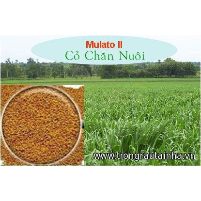 Hạt giống cỏ Mulato II - Cỏ Sả Dinh Dưỡng (gói 100g)