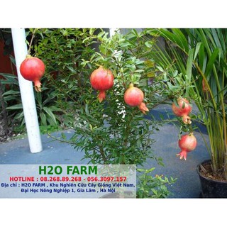 Cây giống lựu đỏ - h2o farm