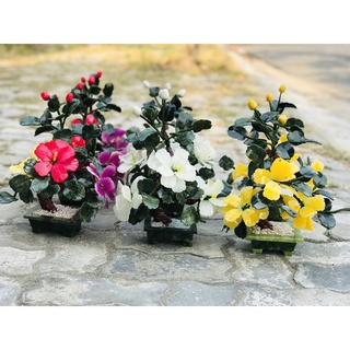 Cây hoa đá phong thuỷ 25cm