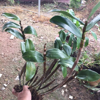 Dề to kiều tím miền trung thân nù lá mít