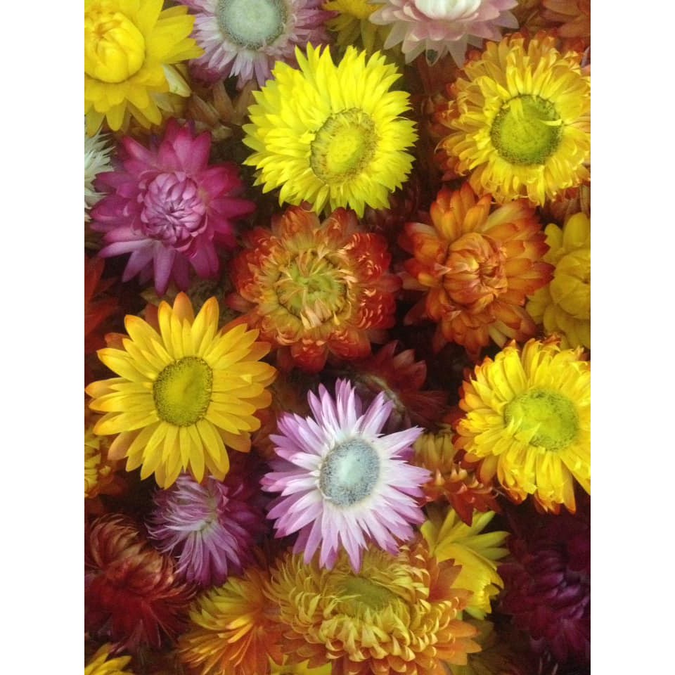 Sỉ cúc Bất tử khô, mix màu