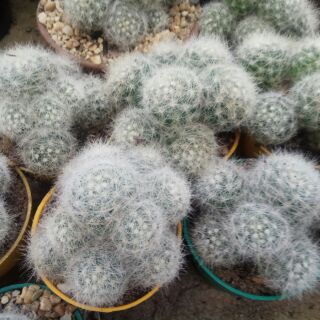 Xương rồng M.Baulmi Bụi
