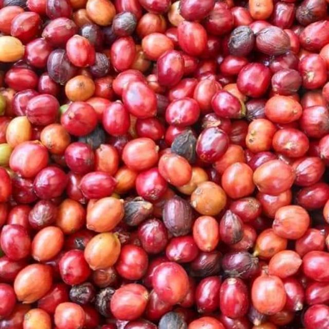 CAFE  ROBUSTA RANG XAY NGUYÊN CHẤT ( bịch 500gr)
