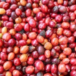 Cafe robusta rang xay nguyên chất