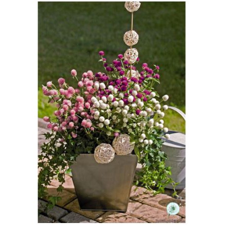 gh24 gói 20h Hạt Giống Hoa Cúc Bách Nhật - Mix (Gomphrena globosa) ảnh thật hoa đẹp ạ