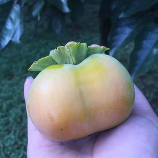 cây hồng giòn nhật bản