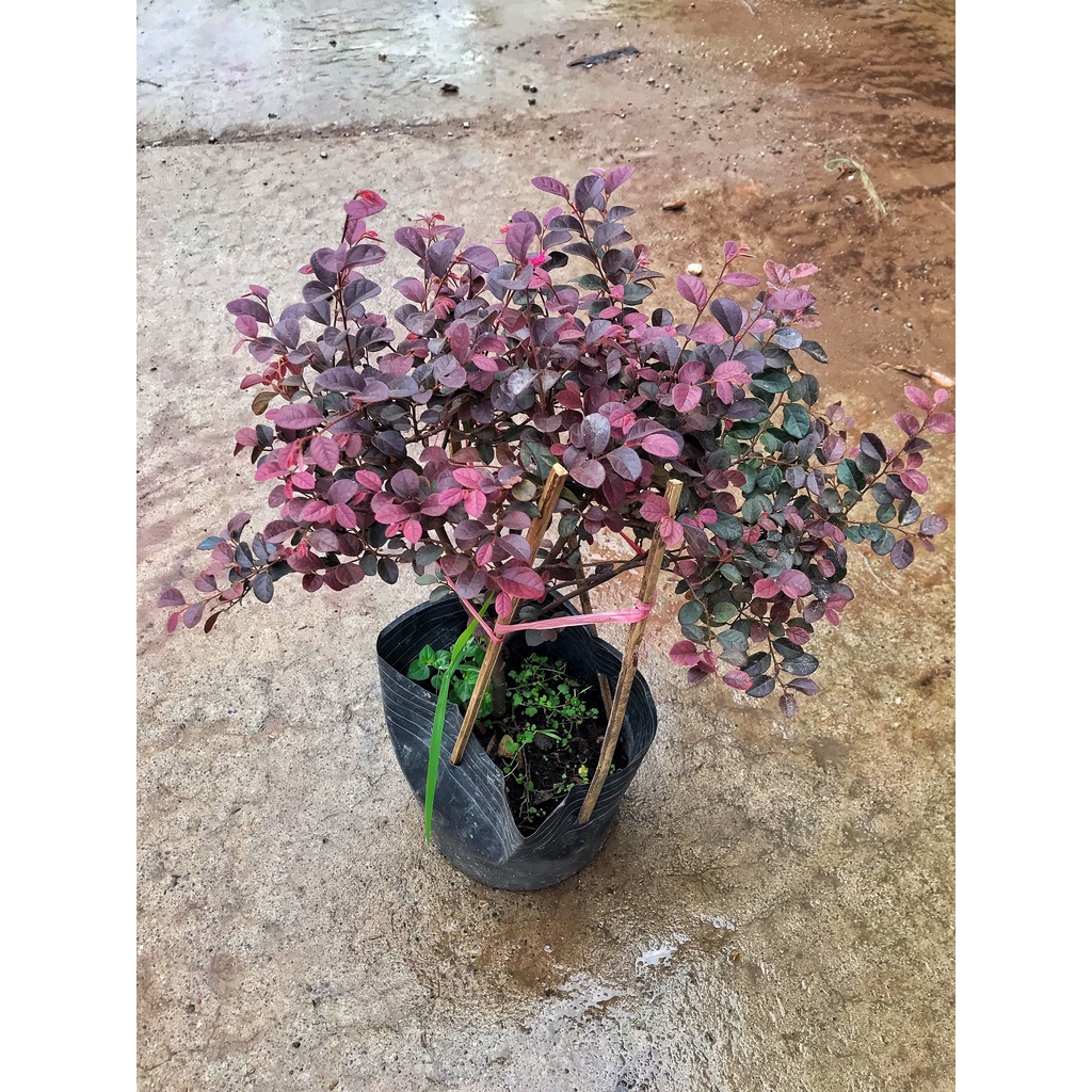 Cây hồng phụng chiều cao 20-25cm, hoa đỏ tán lá xòe đẹp mắt  cây cảnh trang trí sân vườn, ban công