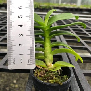 2 cốc Lan phi điệp giả hạc 5ct gieo hạt mập