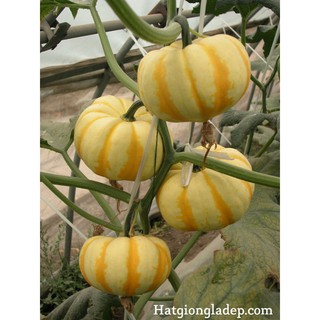 Hạt Giống Bí MIni