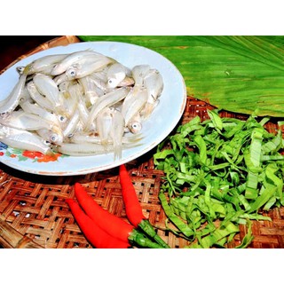Mắm Cá Sơn, Cá Đối