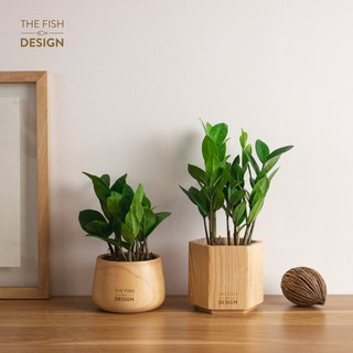 Chậu cây kim tiền tài lộc THE FISH DESIGN SIZE M  trang trí nhà cửa, để bàn làm việc,...